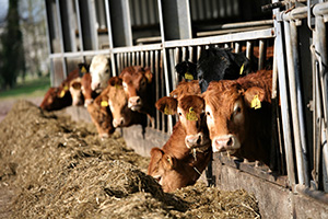 Photo Bovins viande