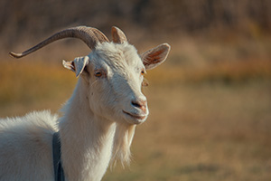 Photo petits ruminants