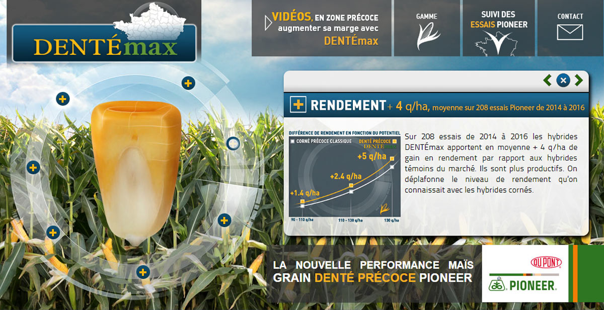 Mais grain précoce Pioneer